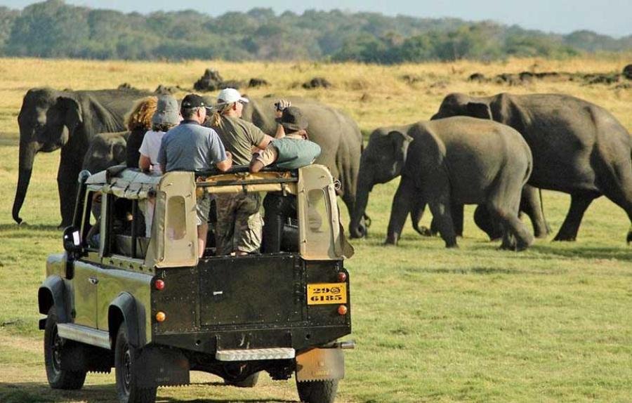 Wildlife And  National Parks